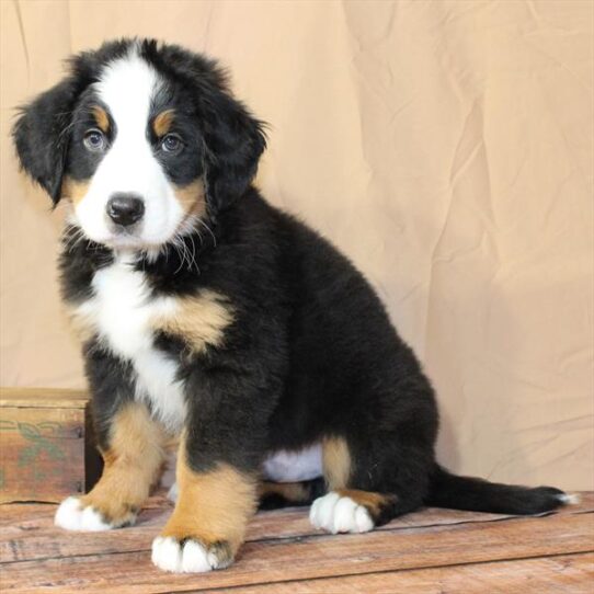 [#26173-02] Black / Tan M Bernese Mountain Dog Puppies for Sale