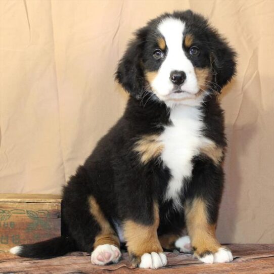 [#26173-03] Black / Tan F Bernese Mountain Dog Puppies for Sale