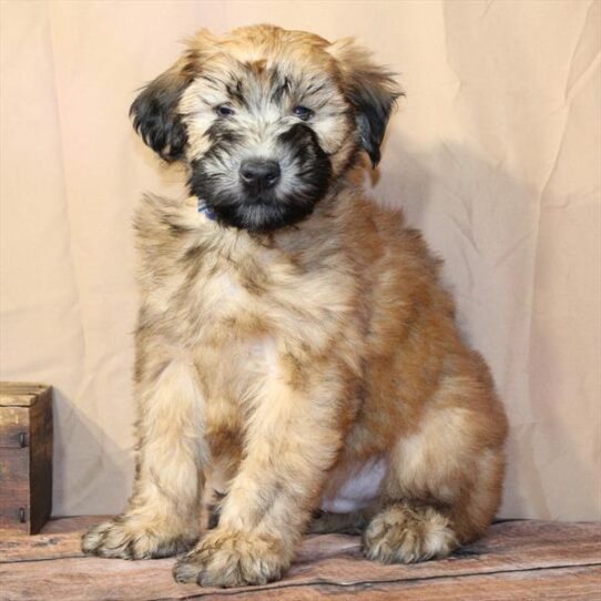 [#26175-02] Wheaten M Soft Coated Wheaten Terrier Puppies for Sale