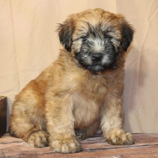 [#26175-07] Wheaten F Soft Coated Wheaten Terrier Puppies for Sale