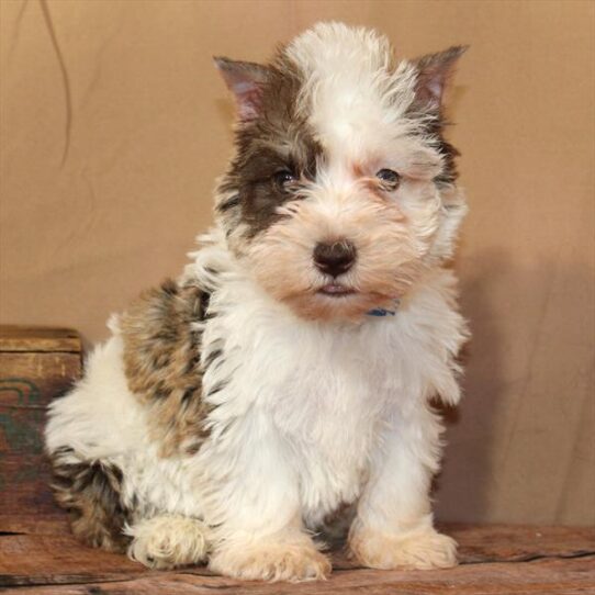 [#26179-02] Chocolate Merle F Miniature Schnauzer Puppies for Sale