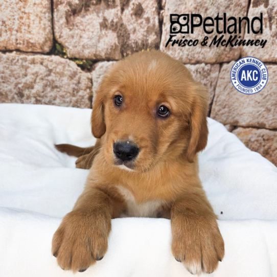 [#265-04] Dark Golden F Golden Retriever Puppies for Sale