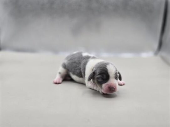 [#2626-08] Blue / White F Beagle Puppies for Sale