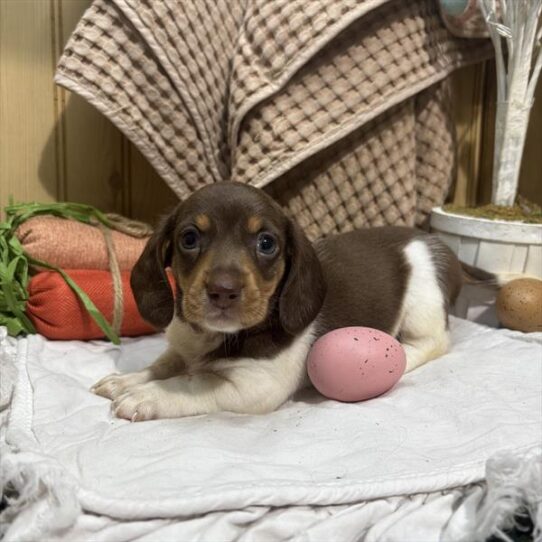 [#26521-01] Brown / Tan M Dachshund Puppies for Sale