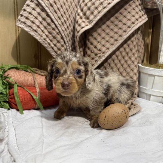 [#26521-04] Isabella F Dachshund Puppies for Sale