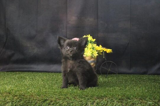 [#26331-01] Black / White M Chihuahua Puppies for Sale