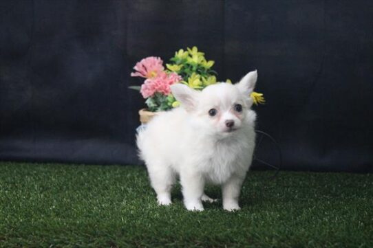 [#26331-05] White / Cream F Chihuahua Puppies for Sale