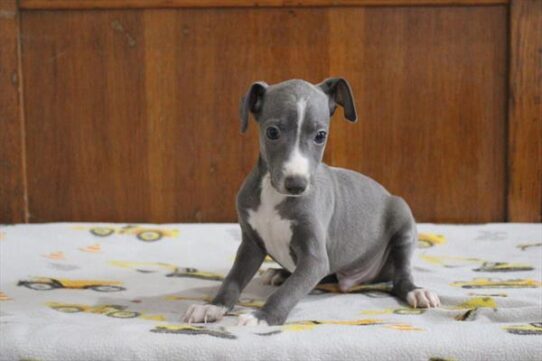 [#26504-01] Blue / White M Italian Greyhound Puppies for Sale