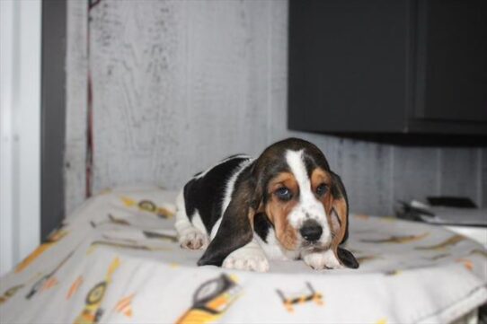 [#26485-02] Tri-Colored M Basset Hound Puppies for Sale