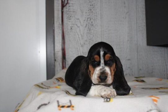 [#26485-06] Tri-Colored F Basset Hound Puppies for Sale