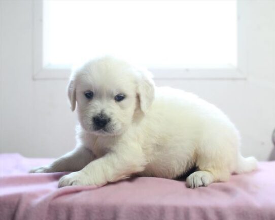 [#26463-02] Cream M Golden Retriever Puppies for Sale