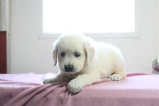 [#26463-08] Cream F Golden Retriever Puppies for Sale