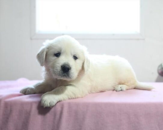 [#26463-03] Cream M Golden Retriever Puppies for Sale