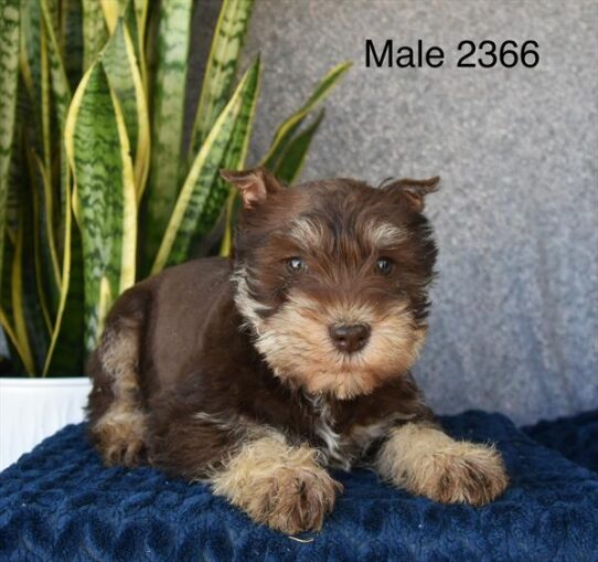 [#26183-03] Chocolate / Tan M Miniature Schnauzer Puppies for Sale