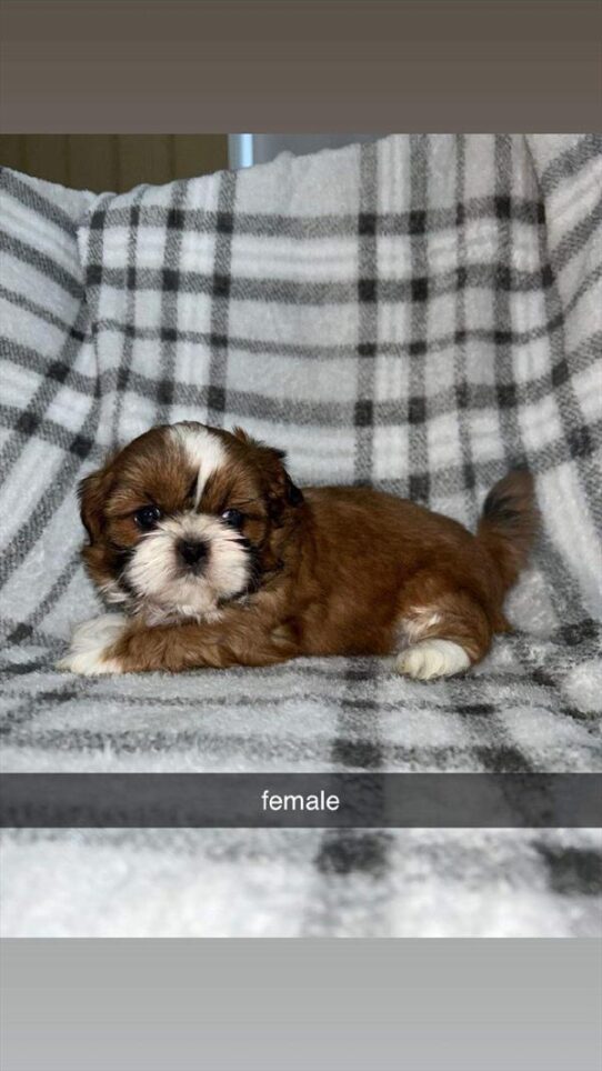 [#26189-03] Red F Shih Tzu Puppies for Sale
