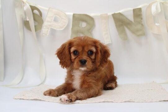 [#26502-03] Ruby M Cavalier King Charles Spaniel Puppies for Sale