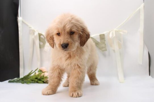 [#26689-03] Golden F Golden Retriever Puppies for Sale