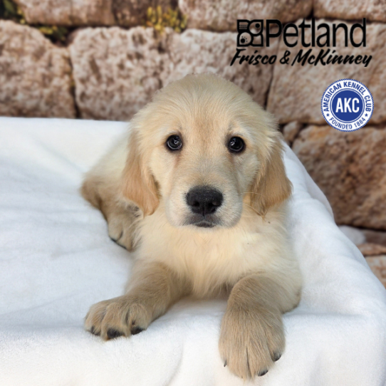 [#265-06] Golden F Golden Retriever Puppies for Sale