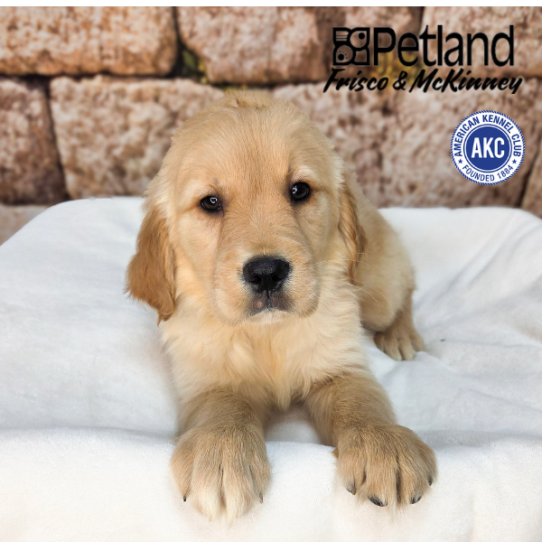 [#265-07] Golden F Golden Retriever Puppies for Sale