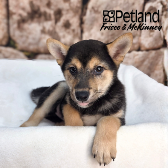 [#N02560] Black and Tan F Shiba Inu Puppies for Sale