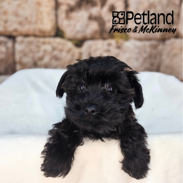 Yorkiepoo Puppy Black ID: 39500 Located at Petland Frisco