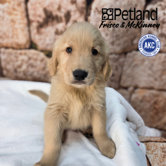 [#265-02] Golden M Golden Retriever Puppies for Sale