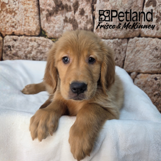 [#2627-01] Golden M Golden Retriever Puppies for Sale