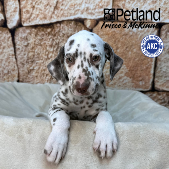 [#N01522] White and Liver Brown M Dalmatian Puppies for Sale