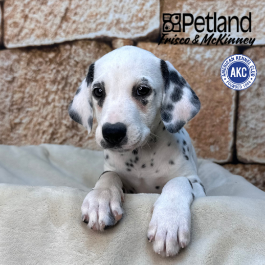 [#N01521] White and Black F Dalmatian Puppies for Sale