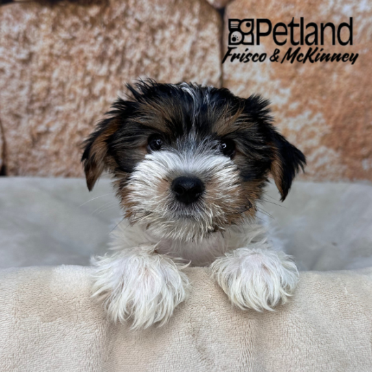 [#N02928] Black Tan and White M Yorkshire Terrier Puppies for Sale