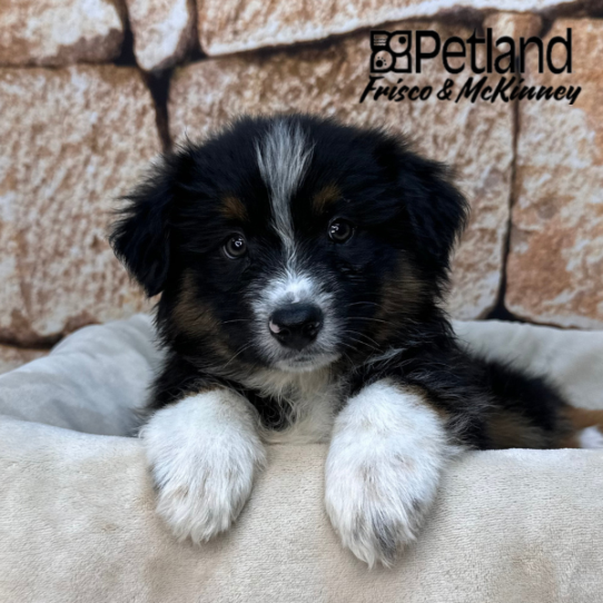 [#N01745] Black White and Tan M Australian Shepherd Puppies for Sale
