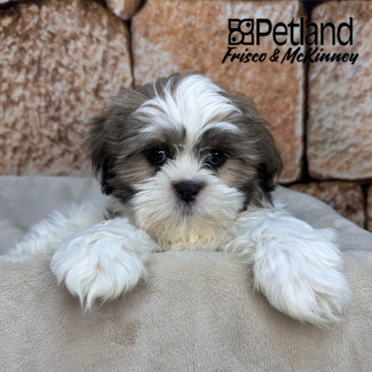 [#N01405] Blue and White M Shih Tzu Puppies for Sale
