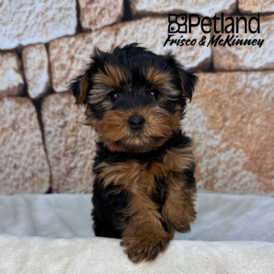 [#N02437] Black and Tan M Yorkshire Terrier Puppies for Sale