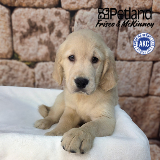 [#265-03] Golden M Golden Retriever Puppies for Sale