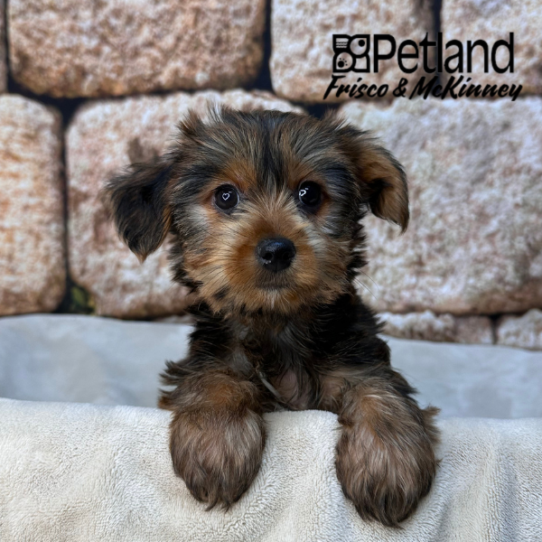 [#N01418] Chocolate and Tan F Yorkshire Terrier Puppies for Sale