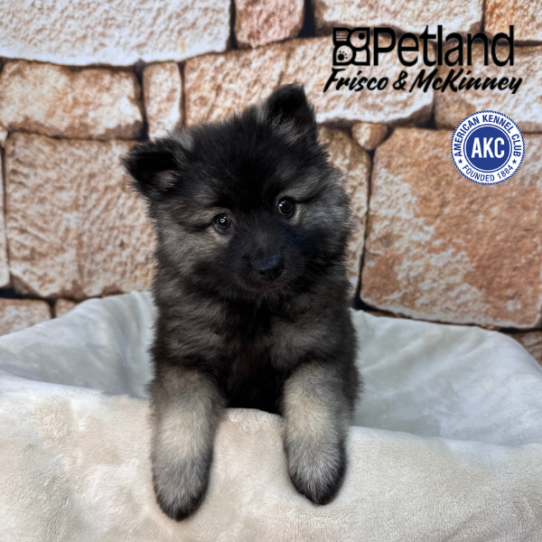 [#N01561] Grey Silver and Black F Keeshond Puppies for Sale