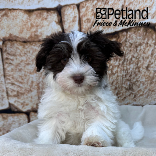 [#26115-01] White / Chocolate M Havanese Puppies for Sale