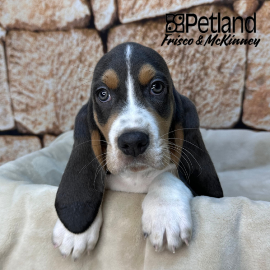 [#26136-01] Blue / Tan M Basset Hound Puppies for Sale