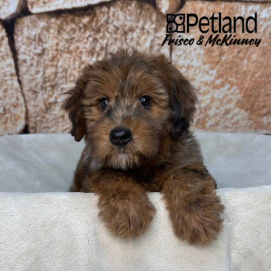 [#26138-04] Wheaten Merle F Whoodle Puppies for Sale