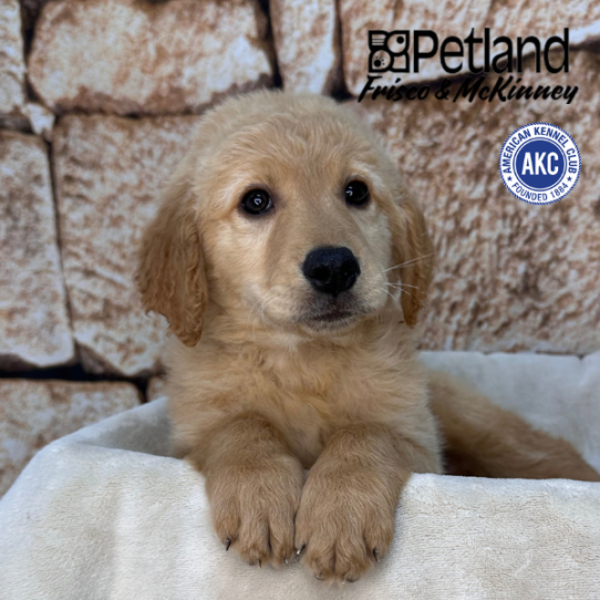 [#26140-02] Golden M Golden Retriever Puppies for Sale