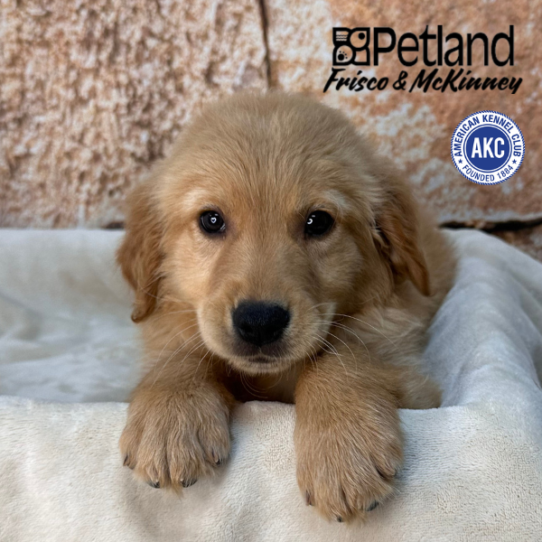 [#26140-10] Dark Golden F Golden Retriever Puppies for Sale