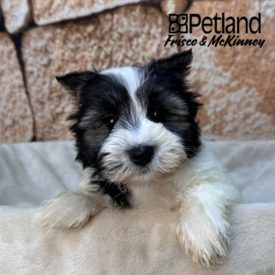 [#26142-04] Salt / Pepper M Miniature Schnauzer Puppies for Sale