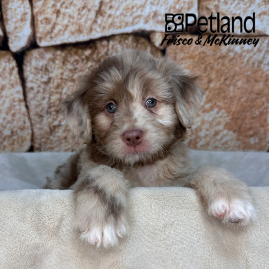 [#26143-01] Chocolate Merle M Aussiedoodle Puppies for Sale