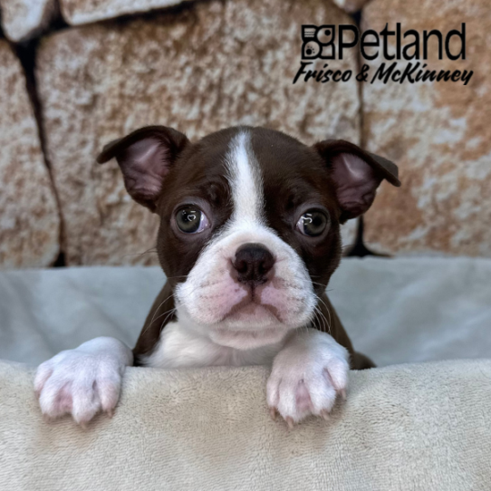 [#26145-02] White / Red F Boston Terrier Puppies for Sale