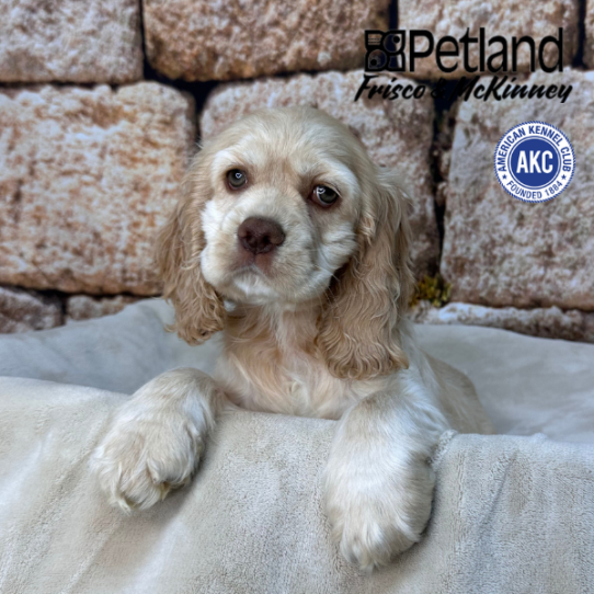 [#26440-01] Buff M Cocker Spaniel Puppies for Sale