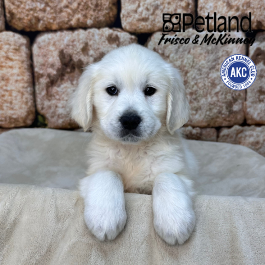 [#26463-02] Cream M Golden Retriever Puppies for Sale