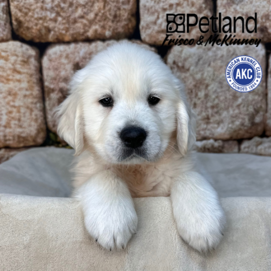 [#26463-03] Cream M Golden Retriever Puppies for Sale