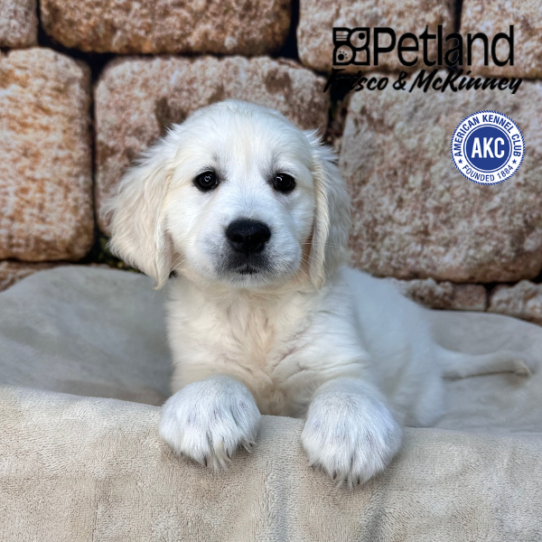 [#26463-08] Cream F Golden Retriever Puppies for Sale