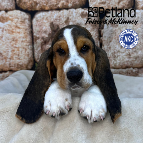 [#26485-02] Tri-Colored M Basset Hound Puppies for Sale