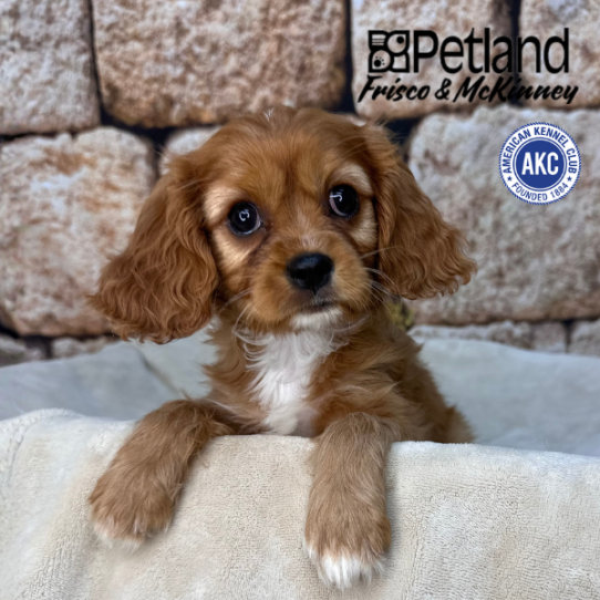 [#26502-03] Ruby M Cavalier King Charles Spaniel Puppies for Sale